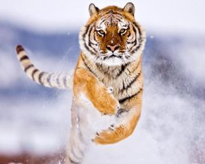 Amur Tiger in Snow wallpaper thumb