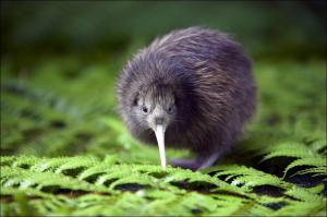 Kiwi, Animal, Bird, Ferns wallpaper thumb