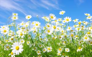Camomile Flowers wallpaper thumb