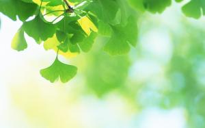 Green Leaves  High Definition wallpaper thumb