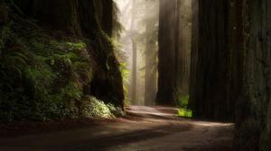 Nature, forest, trees, green plants, morning, sun, road, scenery wallpaper thumb