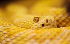 Yellow snake wallpaper thumb