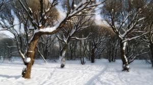 Snowy Trees In The Forest wallpaper thumb