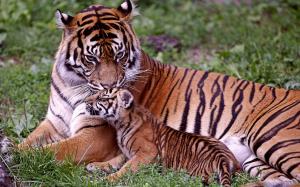 Tiger cuddling with its cub wallpaper thumb