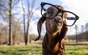 Goat with glasses wallpaper thumb