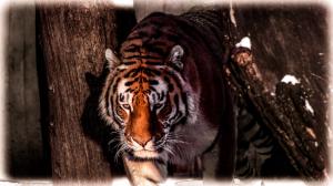 Tiger in Woods wallpaper thumb