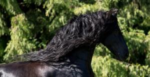 Handsome horse black wallpaper thumb