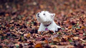 West Highland Terrier, Dogs, Puppy, Leaves, Autumn, Animals wallpaper thumb