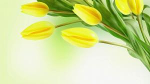 Springs Yellow Tulips wallpaper thumb