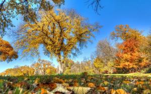 Beautiful autumn, trees, grass, yellow leaves wallpaper thumb