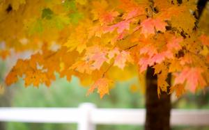 Maple tree leaves, autumn wallpaper thumb