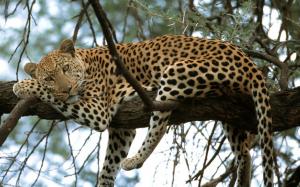 Leopard on the tree wallpaper thumb