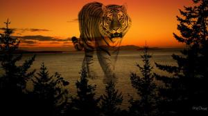 Sunset Tiger wallpaper thumb