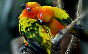 Cute parrots wallpaper thumb