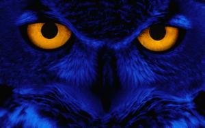 Halloween, Owl, Owl Eyes, Blue, Animal wallpaper thumb