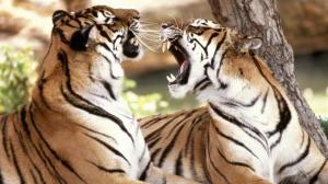 Fighting Tigers wallpaper thumb