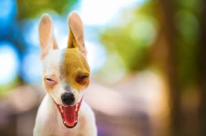 Funny dog ears wallpaper thumb
