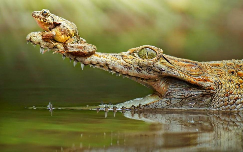 Crocodile with frog on his snout wallpaper,crocodile wallpaper,frog wallpaper,snout wallpaper,funny wallpaper,1600x1000 wallpaper
