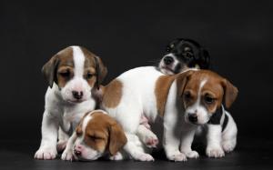 Cute Little Puppies wallpaper thumb