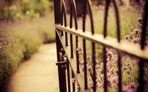 Lavender Flowers Nature Gate Fence wallpaper thumb