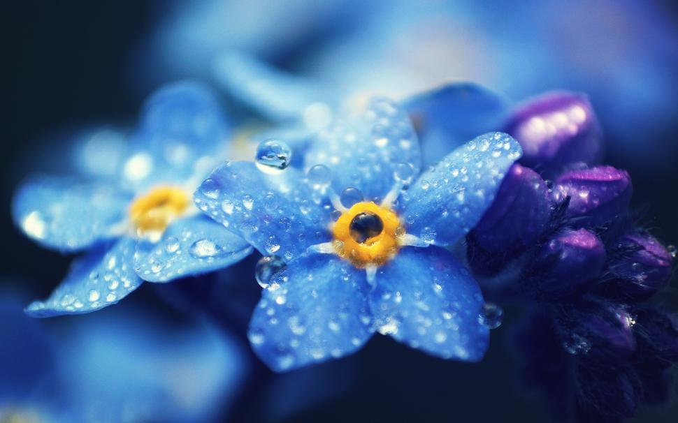Forget-me-nots blue flowers macro photography, dew wallpaper,Forget HD wallpaper,Me HD wallpaper,Blue HD wallpaper,Flowers HD wallpaper,Macro HD wallpaper,Photography HD wallpaper,Dew HD wallpaper,1920x1200 wallpaper