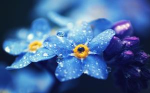 Forget-me-nots blue flowers macro photography, dew wallpaper thumb