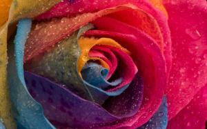 Multicolor rose wallpaper wallpaper thumb