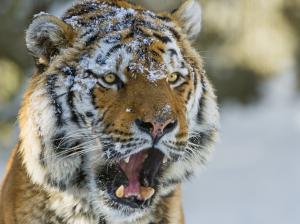 Siberian tiger face wallpaper thumb