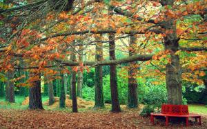 Autumn park, yellow leaves, bench wallpaper thumb