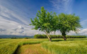 Italy nature scenery, spring, fields, trees, sky wallpaper thumb