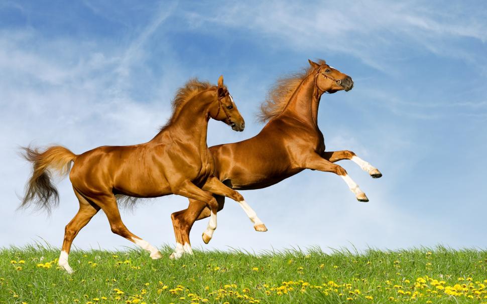 Horses Running wallpaper,horses HD wallpaper,2880x1800 wallpaper