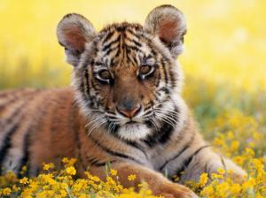 Baby tiger wallpaper thumb