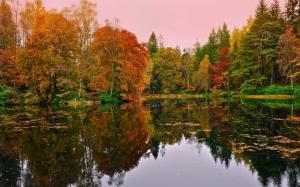 Forest, trees, lake, autumn wallpaper thumb