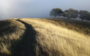 Path on the foggy field wallpaper thumb
