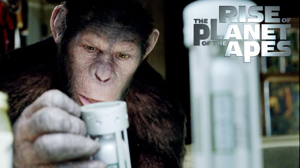 Rise of the Planet of the Apes HD wallpaper,Rise HD wallpaper,Planet HD wallpaper,Apes HD wallpaper,HD HD wallpaper,1920x1080 wallpaper
