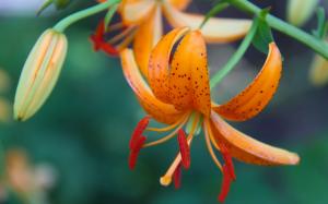 Orange lily, bud, petals, macro photography wallpaper thumb