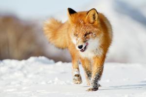 Fox Walking On The Snow wallpaper thumb