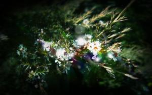 Plants close-up, leaves, white flowers, sun rays wallpaper thumb