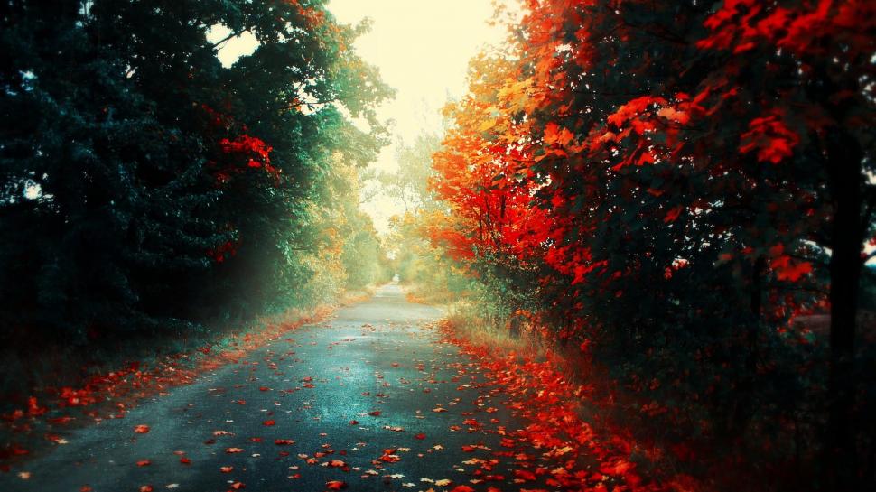 Colorful Autumn Road HD wallpaper,colorful HD wallpaper,distance HD wallpaper,orange HD wallpaper,red HD wallpaper,road HD wallpaper,tree HD wallpaper,trees HD wallpaper,1920x1080 wallpaper