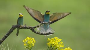 European Bee-eaters wallpaper thumb