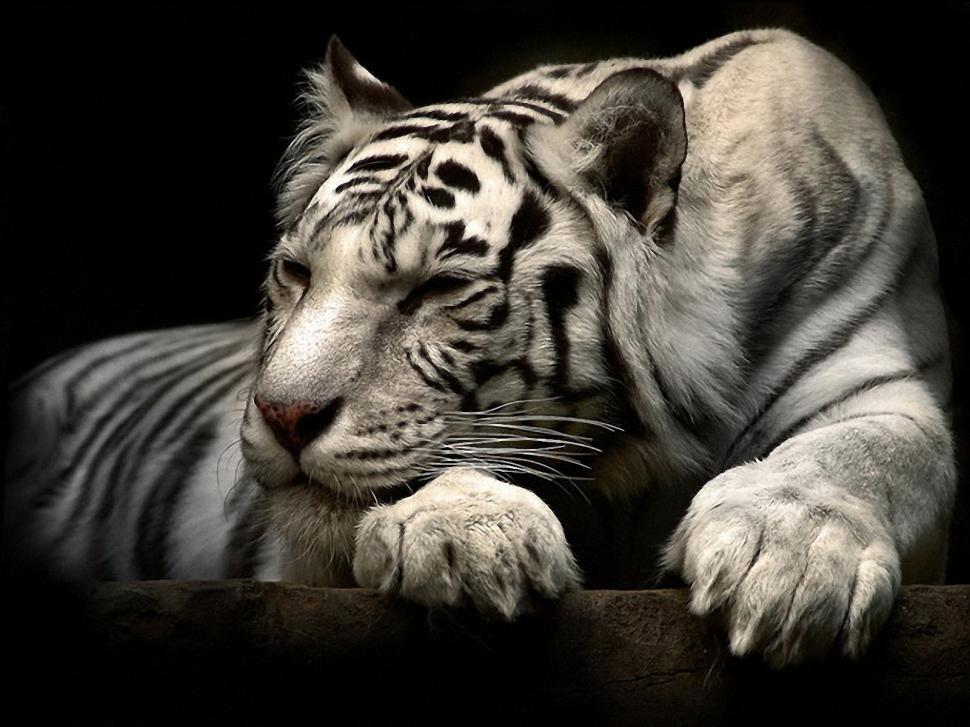 White Tiger  Pictures wallpaper,leopard wallpaper,lion wallpaper,tiger wallpaper,white tiger wallpaper,1600x1200 wallpaper