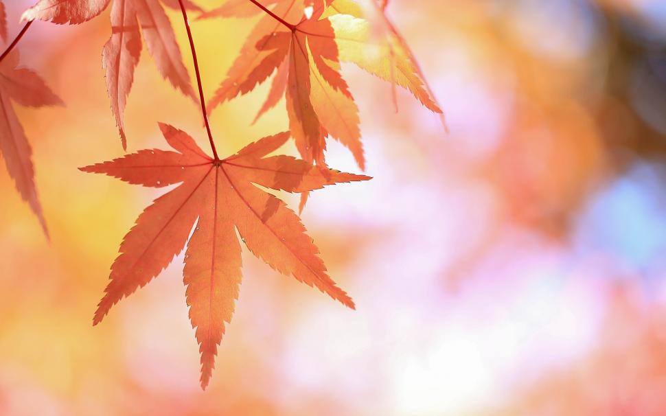 Autumn Leaves wallpaper,Autumn HD wallpaper,2560x1600 wallpaper