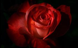 Red Rose 2 HD wallpaper thumb