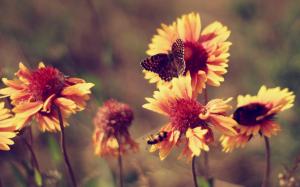 Flowers, butterfly, hot summer, marigolds wallpaper thumb