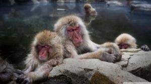 Sleeping Snow Monkeys In Japan wallpaper thumb