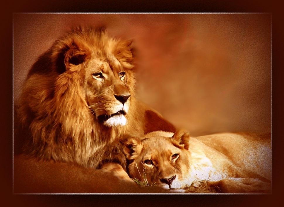 Leo Lioness wallpaper,abstract HD wallpaper,lions HD wallpaper,animal HD wallpaper,animals HD wallpaper,2086x1524 wallpaper