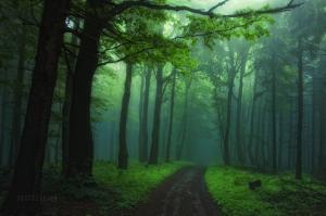 Landscape Forest Photo Gallery wallpaper thumb