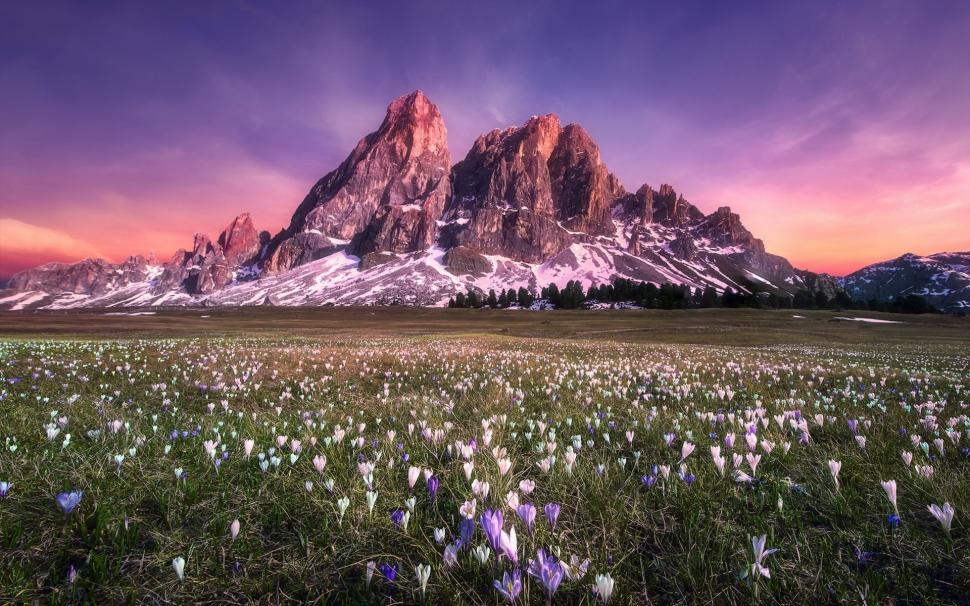 Flowers field, mountains, sunset, red sky wallpaper,Flowers HD wallpaper,Field HD wallpaper,Mountains HD wallpaper,Sunset HD wallpaper,Red HD wallpaper,Sky HD wallpaper,1920x1200 wallpaper