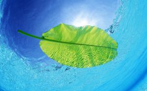 Blue waters of a green leaf wallpaper thumb