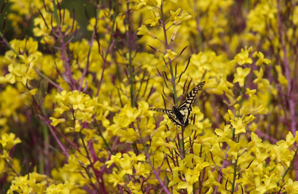 Butterfly, Flowers, Yellow Flowers, Forsythia, Bokeh wallpaper,butterfly HD wallpaper,flowers HD wallpaper,yellow flowers HD wallpaper,forsythia HD wallpaper,bokeh HD wallpaper,3625x2370 wallpaper